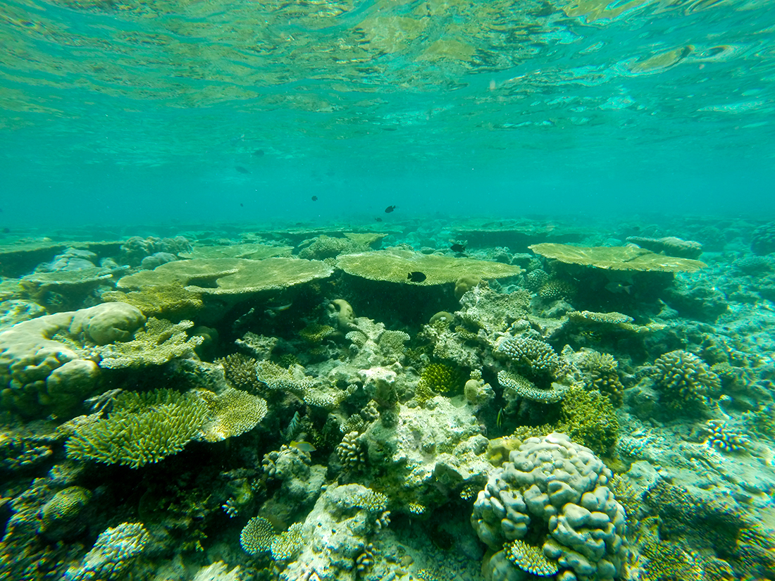 Arrecife atolon Sur de Male