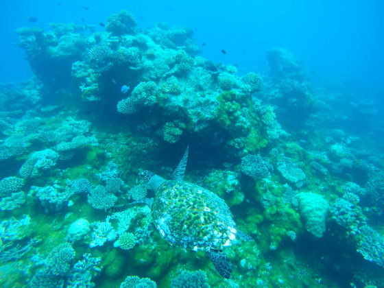 Tortuga en arrecife de Maldivas