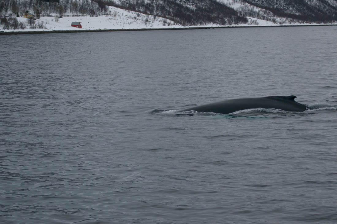 Ballenas en Noruega