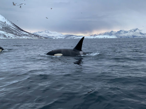Orcas en Tromso