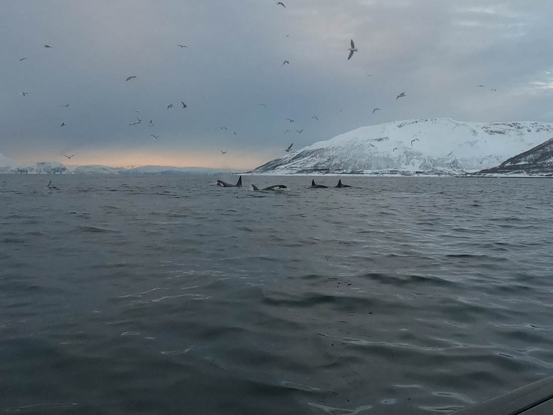 Orcas cazando en Tromso.