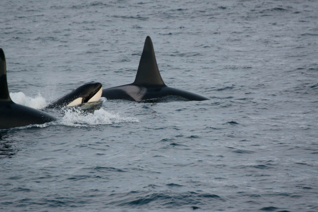 Orcas en Tromso