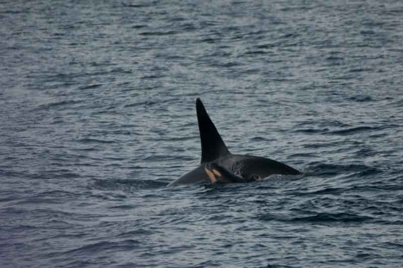 Baby orca en los fiordos cercanos a Tromso