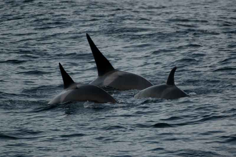 Orcas residentes en los fiordos noruegos