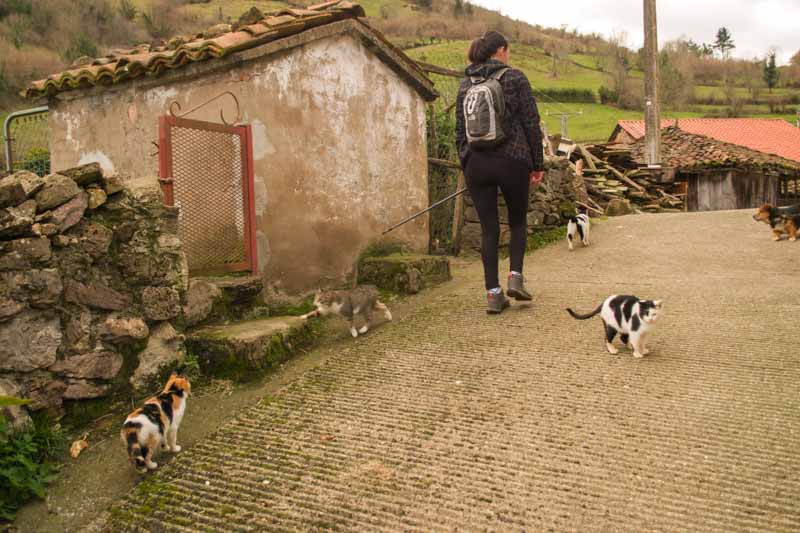 Gatos en la ruta La Castañal Belmonte de Miranda