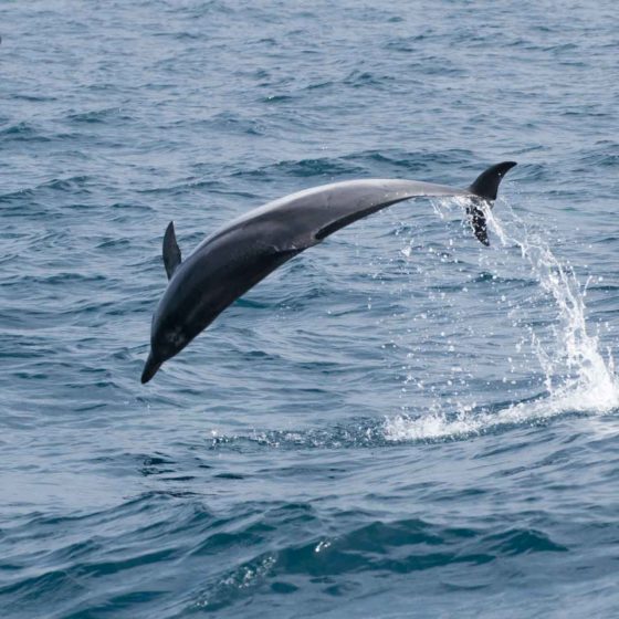 Delfín saltando en Tarifa avistamiento cetaceos en El Estrecho