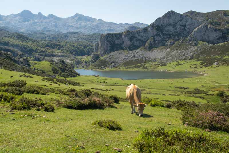 Vaca pastando en Lagos de Covadonga