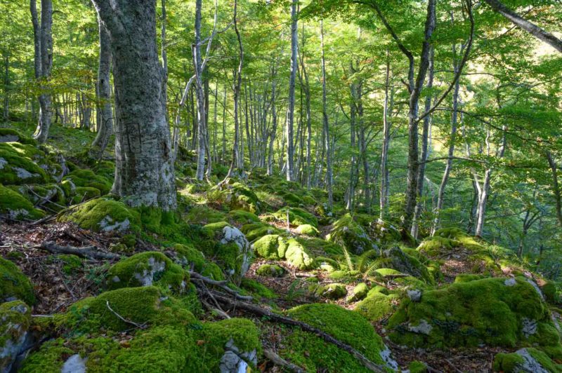 Baño de naturaleza en el Bosque del Gumial concejo de Aller, Asturias