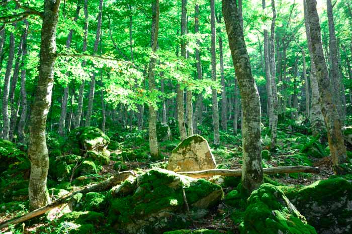 Baños de naturaleza en Asturias bosque en el Gumial