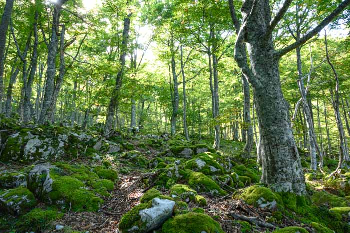 El bosque del Gumial en Asturias es un bosque de cuento de hadas