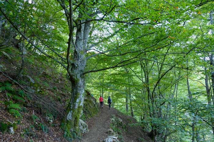 Ruta por el Bosque del Gumial en el concejo de Aller, Asturias