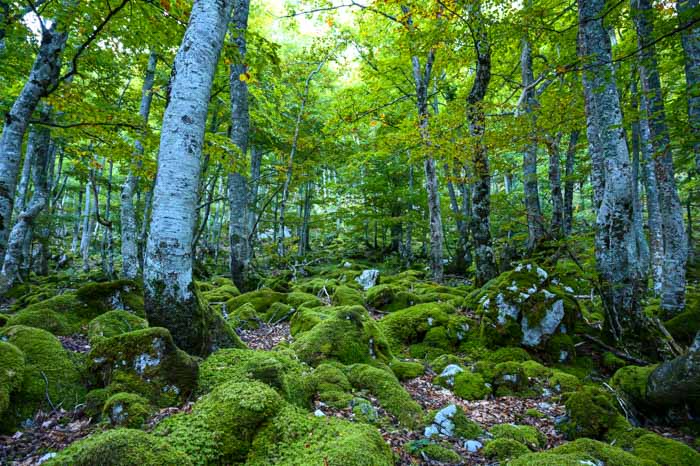 Baño de naturaleza en el bosque del Gumial, Asturias