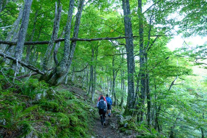 Baño de naturaleza en Asturias en la ruta por el Bosque del Gumial