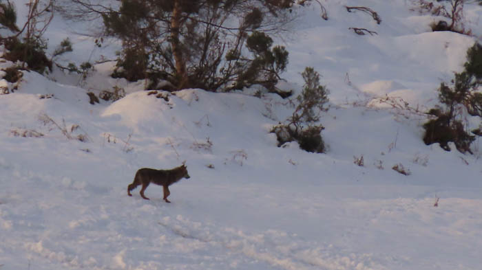 Lobo en la nieve en Principado de Asturias, Parque de Fuentes del Narcea, Degaña e Ibias