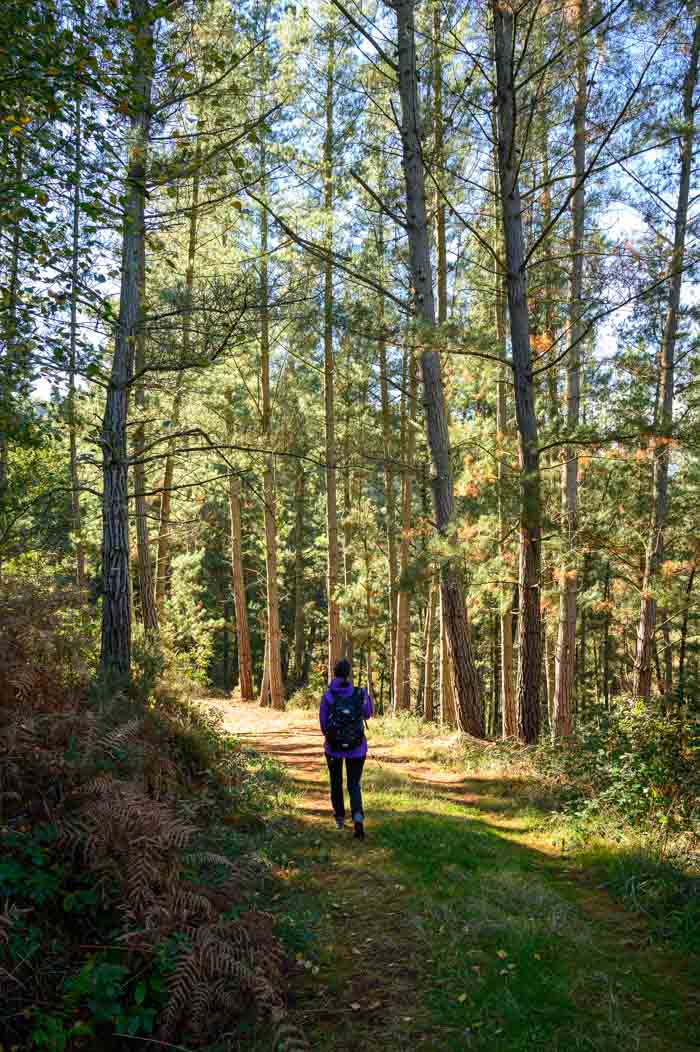 Bosque de pinos en la ruta A Paicega en Pesoz, Asturias