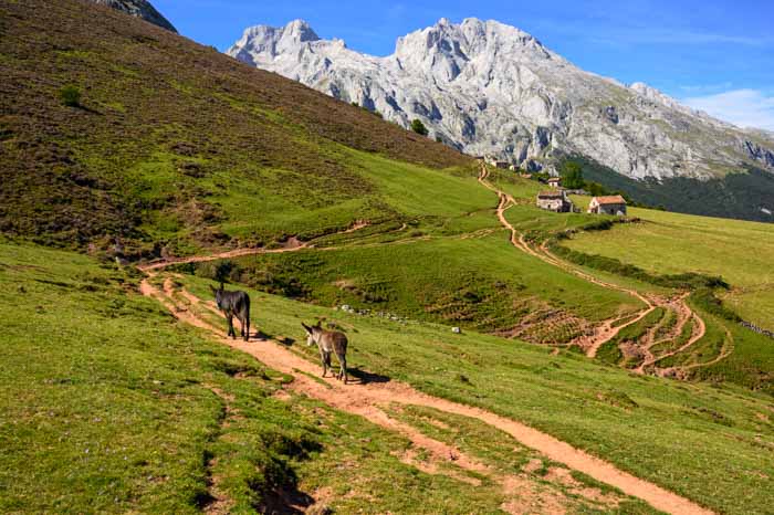Burros caminando hacia el refugio de la Terenosa en Picos de Europa, Asturias