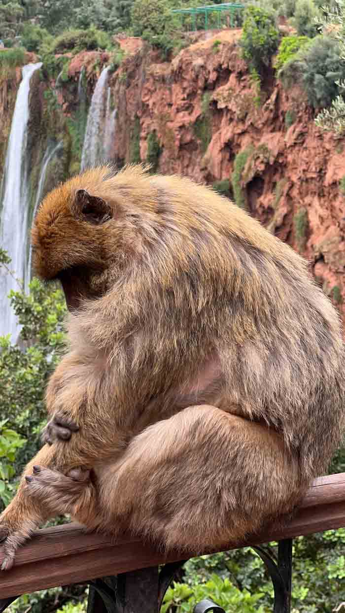 Mono en cascadas de Ouzoud en Marruecos