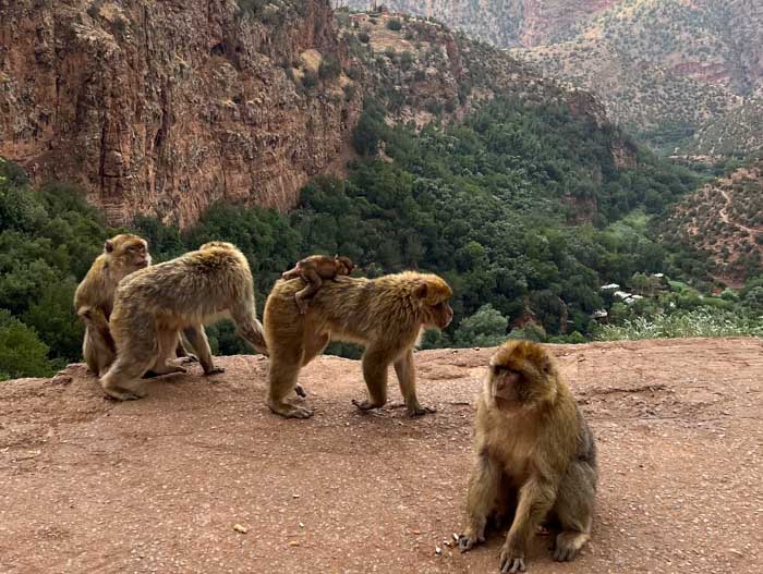 Monos en las cascadas de Ouzoud, Marruecos
