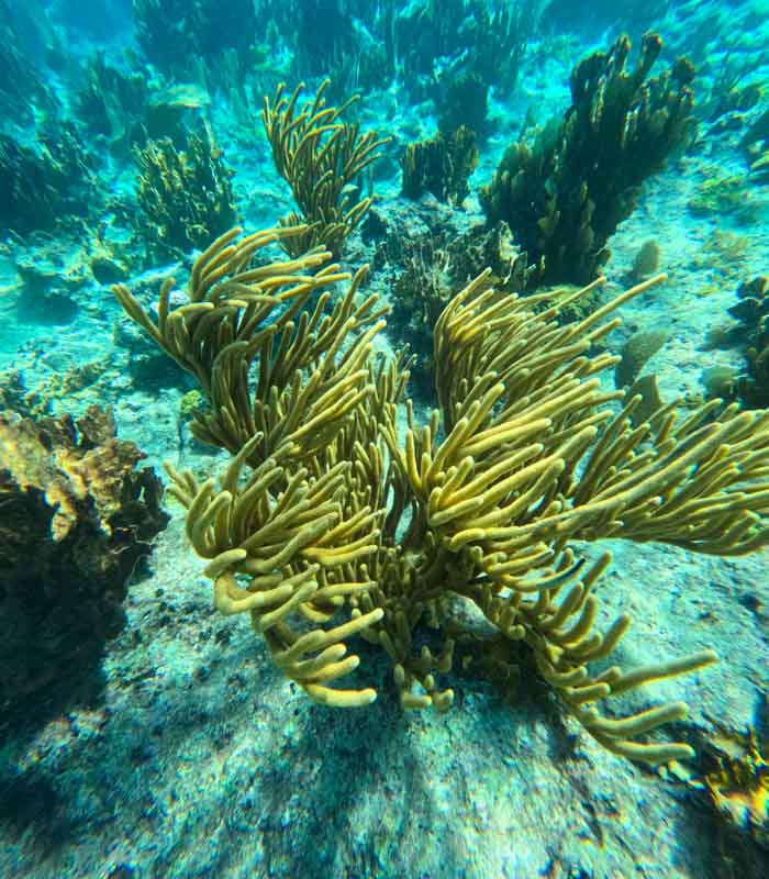 Snorkel corales en Cayo Coco, Cuba