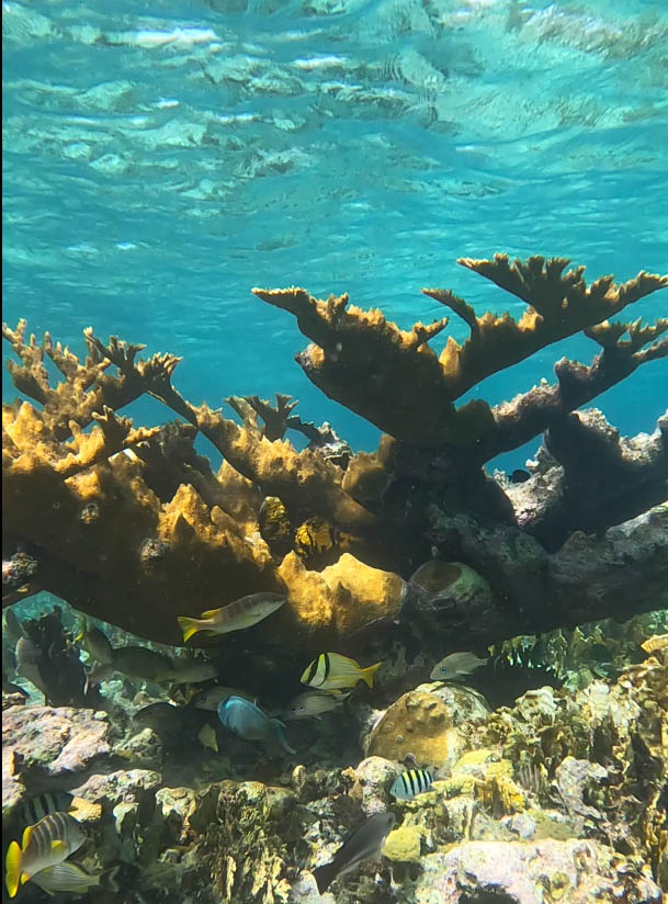 snorkel en Cayo Coco, Cuba